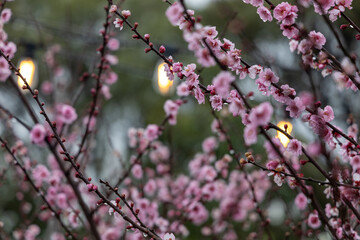 Cherry Blossom