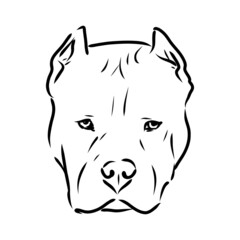 Sketch of Dog Pit bull terrier. Vector Illustration
