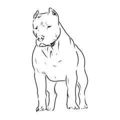 Sketch of Dog Pit bull terrier. Vector Illustration