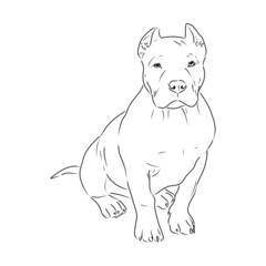 Sketch of Dog Pit bull terrier. Vector Illustration