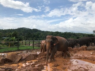 Fototapeta na wymiar elephant park