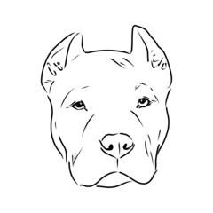 Sketch of Dog Pit bull terrier. Vector Illustration