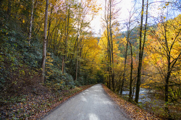 Road in the forest with fall foliage