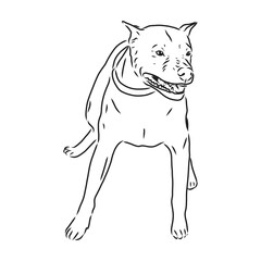 Sketch of Dog Pit bull terrier. Vector Illustration