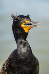 Portrait of double-crested cormorant (phalacrocorax auritus). Wildlife photography. 