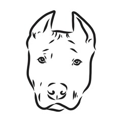 Sketch of Dog Pit bull terrier. Vector Illustration