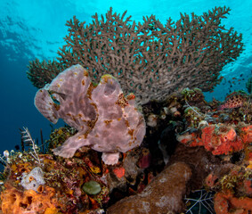 Giant Frogfish, living in a coral reef. Underwater world of Tulamben, Bali, Indonesia.