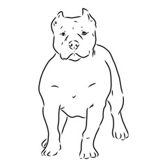 Sketch of Dog Pit bull terrier. Vector Illustration