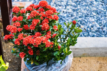 The red needle flowers is blooming