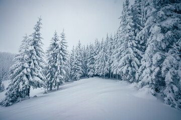Magical frosty day and snowy coniferous forest. Carpathian mountains, Ukraine, Europe.