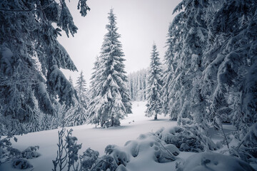 Magical frosty day and snowy coniferous forest. Carpathian mountains, Ukraine, Europe.