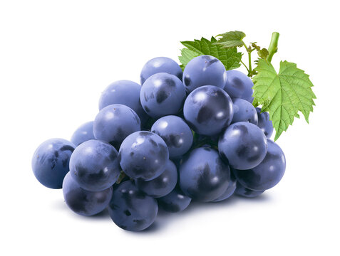 Cluster of  blue grapes with leaves isolated on white background. Bunch of dark berries.