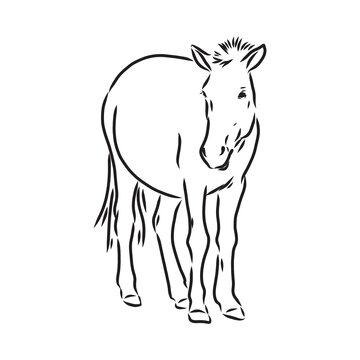 The Przewalski's horse, an abstract image on a white background. Vector illustration, picture a wild stallion