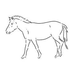 The Przewalski's horse, an abstract image on a white background. Vector illustration, picture a wild stallion