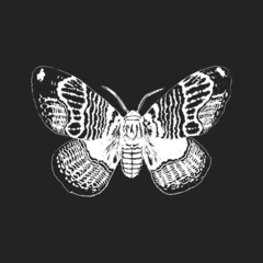 Moth, hand drawn sketch on black background.