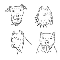 Sketch of Dog Pit bull terrier. Vector Illustration