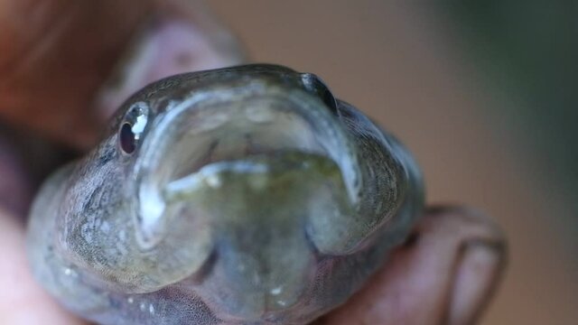 freshwater fish footage. small cork fish (Channa striata) in hand hd videos. close-up of the fish's mouth.