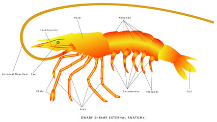 Shrimp anatomy. Dwarf Shrimp External Anatomy. Zoology. Animal morphology. Illustration with gradient drawn shrimp on white background. Shrimp - small animal, planktonic copepod organism.
