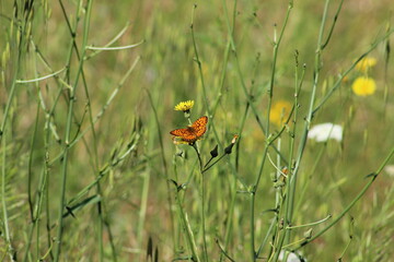 red poppy flower