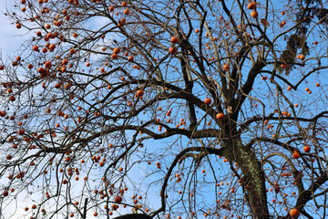 Ripe persimmon fruits on branch against blue sky. Diospyros kaki tree on winter 