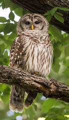 Barred Owl