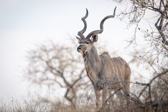 A kudu bull, Tragelaphus strepsiceros, stands in amoungst dry grass and branches