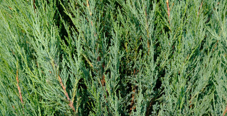 Juniper hedge texture as coniferous natural textured background. Green leaves of Rocky Juniper - Juniperus scopulorum, is coniferous tree. Botanical pattern for graphic design and wallpaper. 