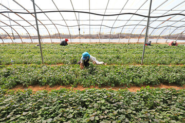 farmers harvest sweet potato seedlings for planting.
