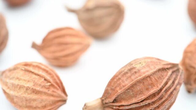 angle view herb XiangShaRen or Villous Amomum Fruit or Amomi Fructus rotating