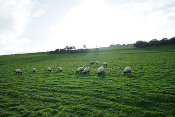 Free range sheep eating grass on green mountain with sunny blue sky