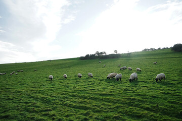 Free range sheep eating grass on green mountain with sunny blue sky