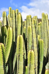 Canary Island Euphorbia canariensis spurge succulent growing close together
