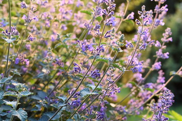 Large group of catnip flowers Nepeta cataria in a garden - obrazy, fototapety, plakaty