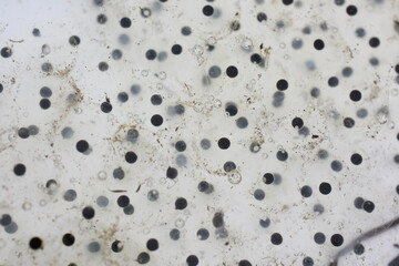 Closeup on isolated frog eggs