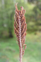 Spore bearing leaf on ostrich fern plant matteuccia struthiopteris © hhelene
