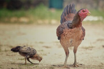 range chicken in the farm