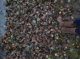 hands holding leaves