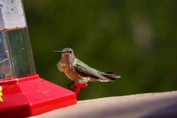 Obraz premium hummingbird sitting on feeder