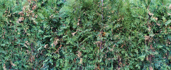 Green hedge background. Natural fence made of plants, ivy, bushes, in the garden of a country house. Landscaping of a private area