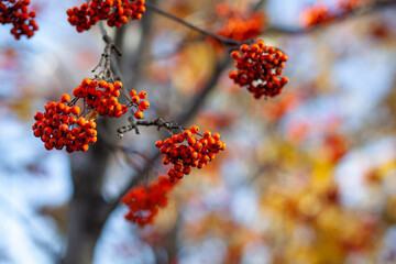 Berries of mountain ash branches are red on a blurry autumn background. Autumn harvest still life scene. Soft focus backdrop photography. Copy space.