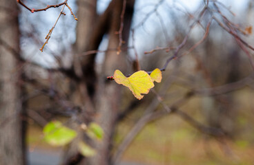 Yellow or dry leaves on tree branches in autumn. Leaves of birch, linden and other trees on the branches. There is an empty space for the text