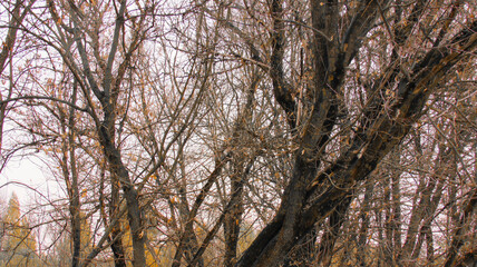 Trees without foliage. Bare branches without leaves