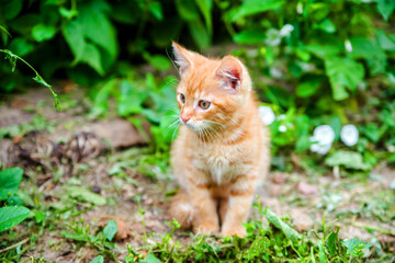 Naklejka na ściany i meble A red-haired kitten is sitting on a background of green grass