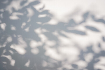 Shadow of foliage on white background. Overlay.