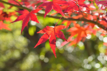 モミジの紅葉
