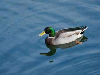 泳ぐ美しい雄のマガモ