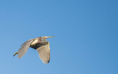 Great blue heron