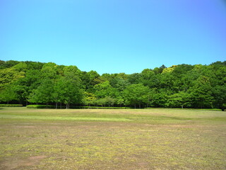 初夏の21世紀の森と広場風景