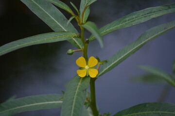 Ludwigia peruviana, with the common names Peruvian primrose-willow or Peruvian water primrose, is an aquatic, sometimes deciduous species of flowering plant in the evening primrose family