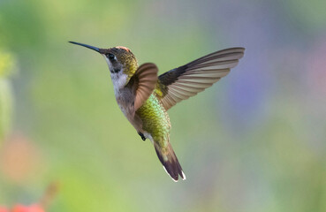 Black-chinned hummingbird